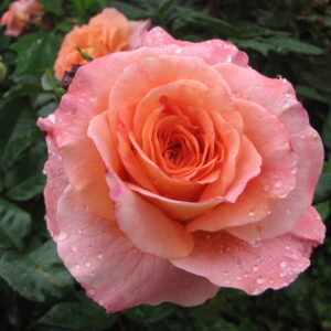 Edelrose 'Augusta Luise'®